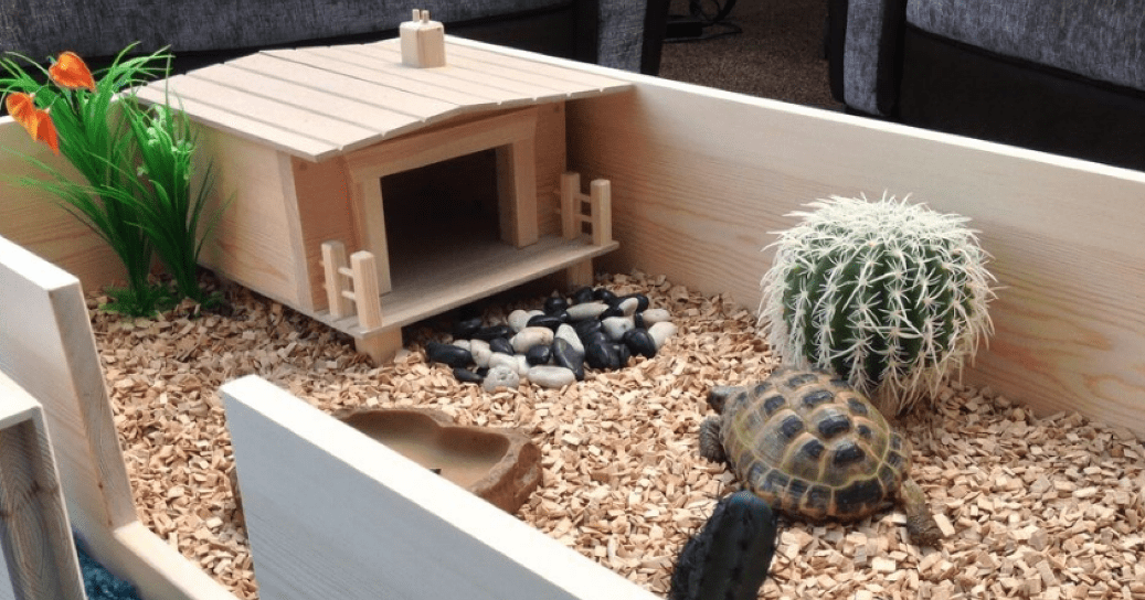best tortoise enclosure