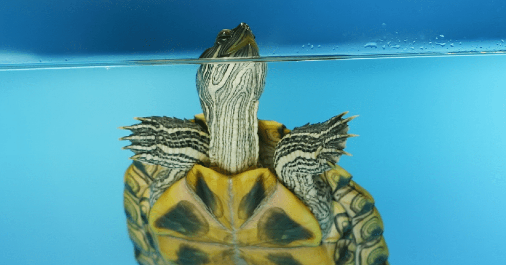The Best Turtle Tanks