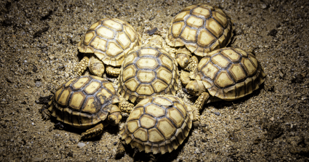 best uvb light for tortoises