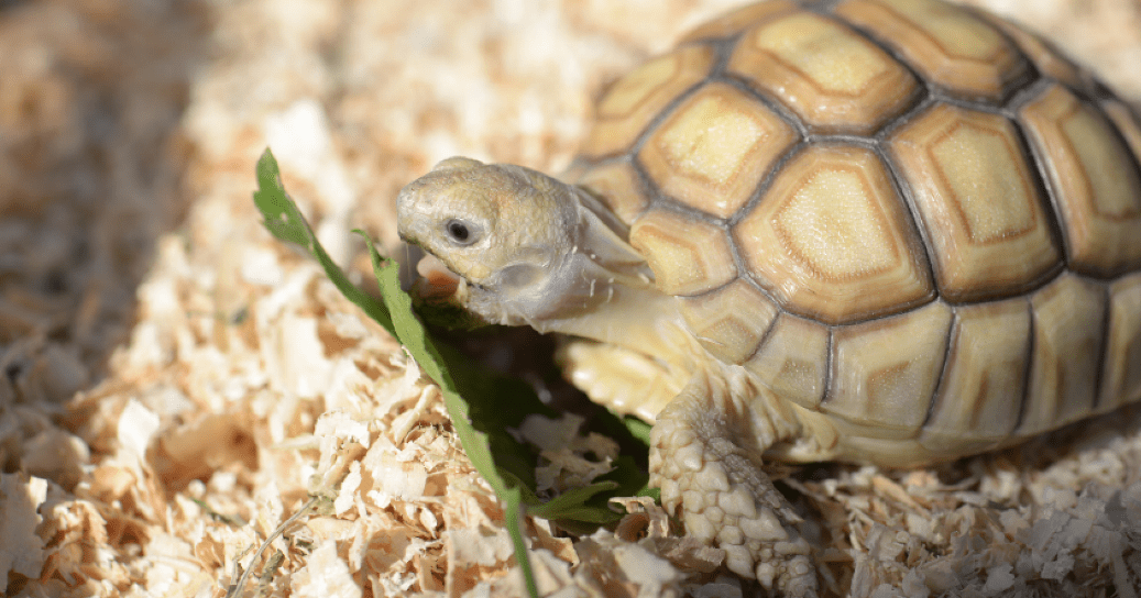 The Best Substrate for Baby Sulcata Tortoise